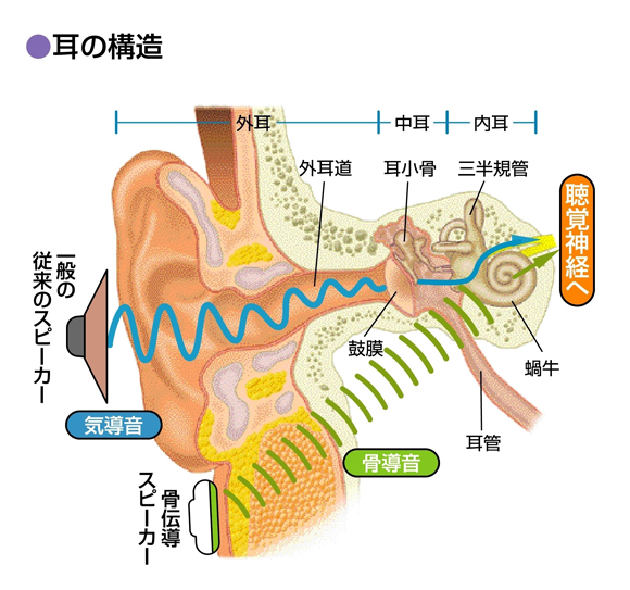 声や音を伝える経路は気導音と骨伝導の2種類があります。